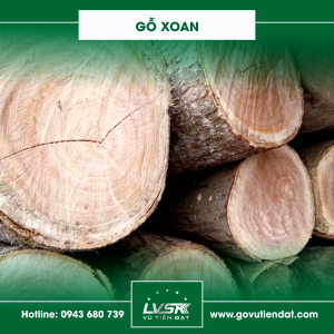 Gỗ Xoan